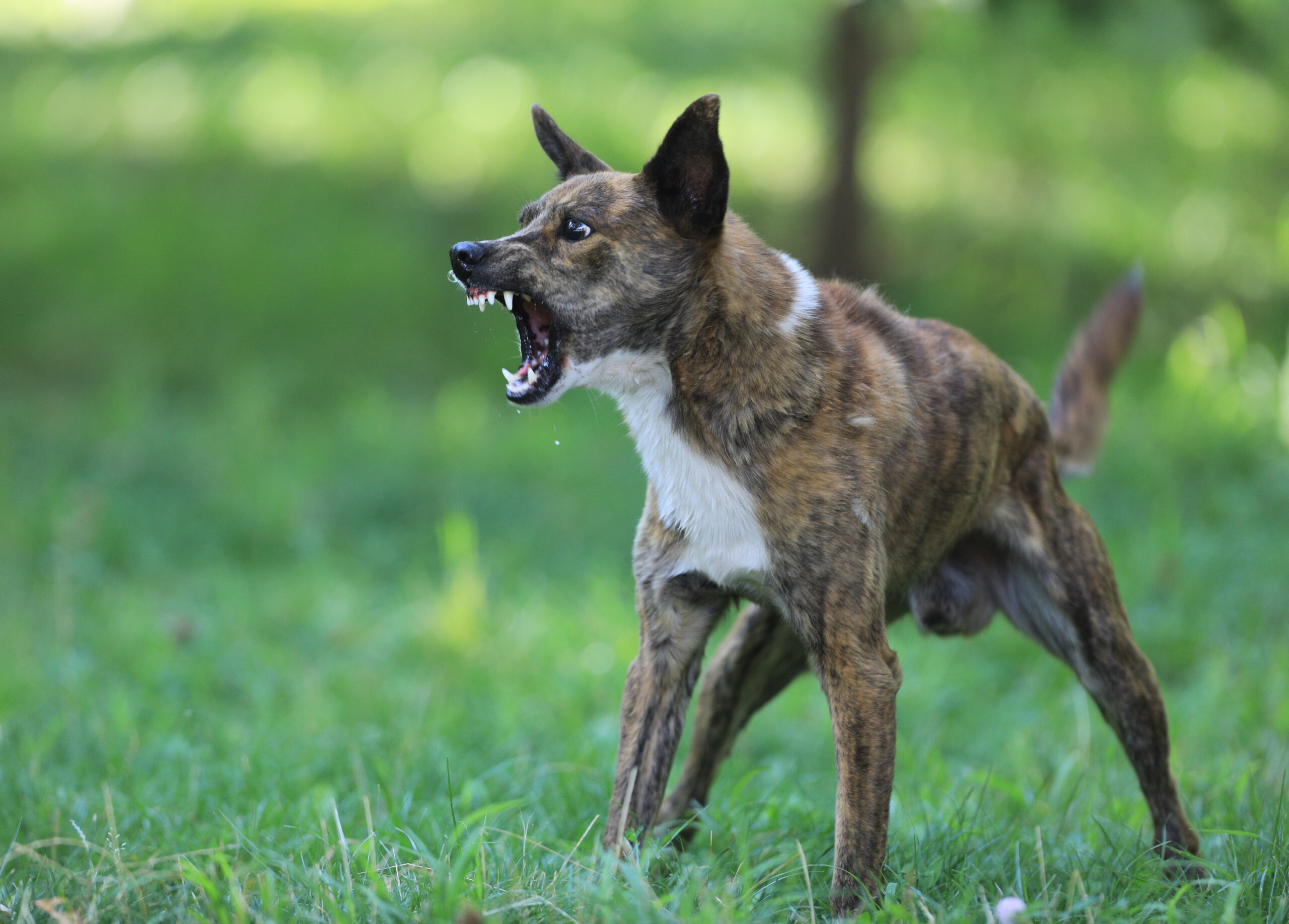 dog-bite-lawyer-in-beaufort-free-consultations-available
