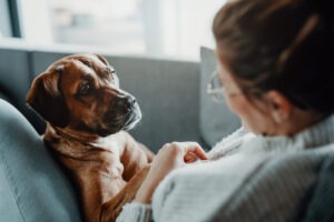 dog with owner