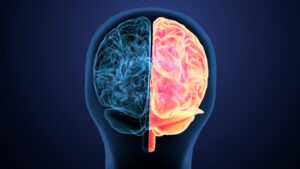 3D-illustration-of-human-brain
