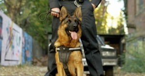 police-dog-with-his-handler