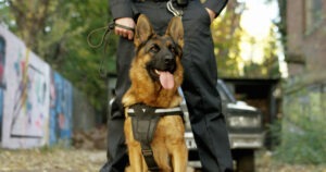 police-dog-with-his-handler