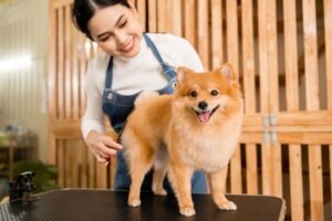 groomer trimming a pomeranian